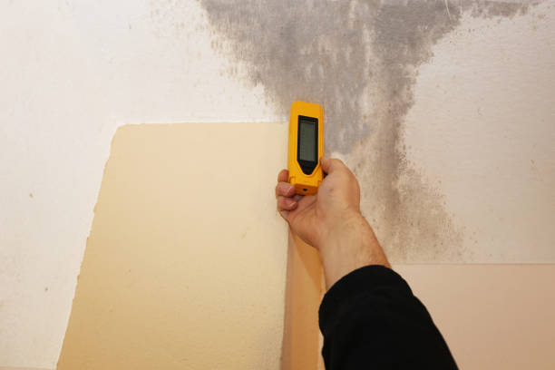 Best Industrial Mold Remediation  in Manasota Key, FL