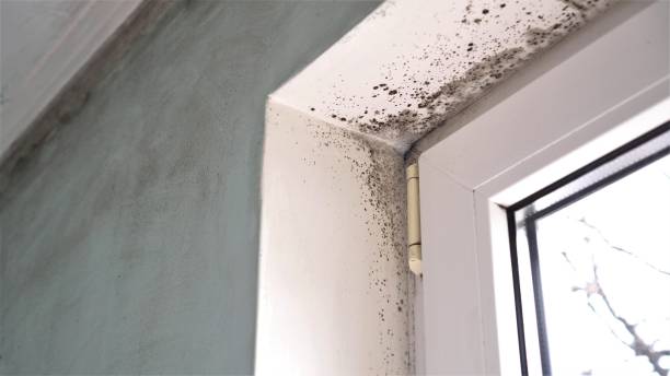 Best Attic Mold Removal  in Manasota Key, FL
