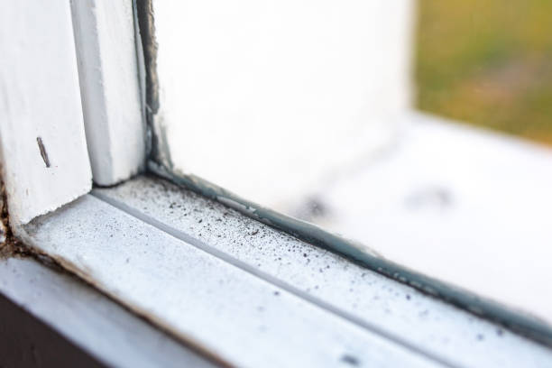 Best Airborne Mold Testing  in Manasota Key, FL
